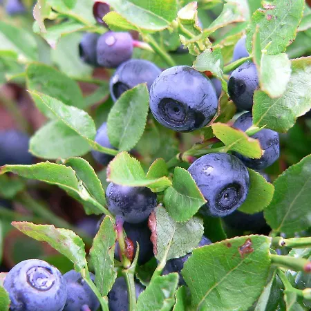 La Des Savoyards Vielsalm