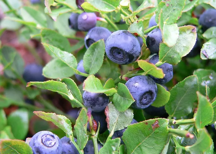 La Des Savoyards Vielsalm