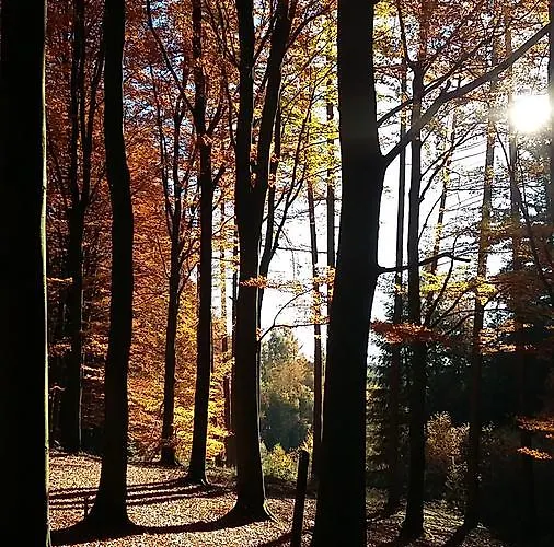 La Des Savoyards Casa vacanze Vielsalm